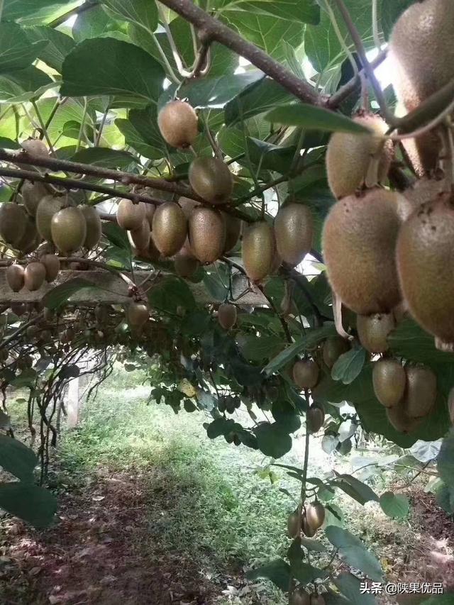 苹果种植果园规划与设计,苹果种植果园规划与设计方案