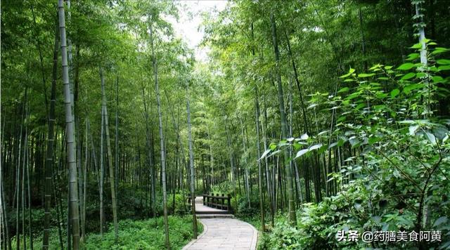 毛竹林中的毛笋怎么吃(图8)