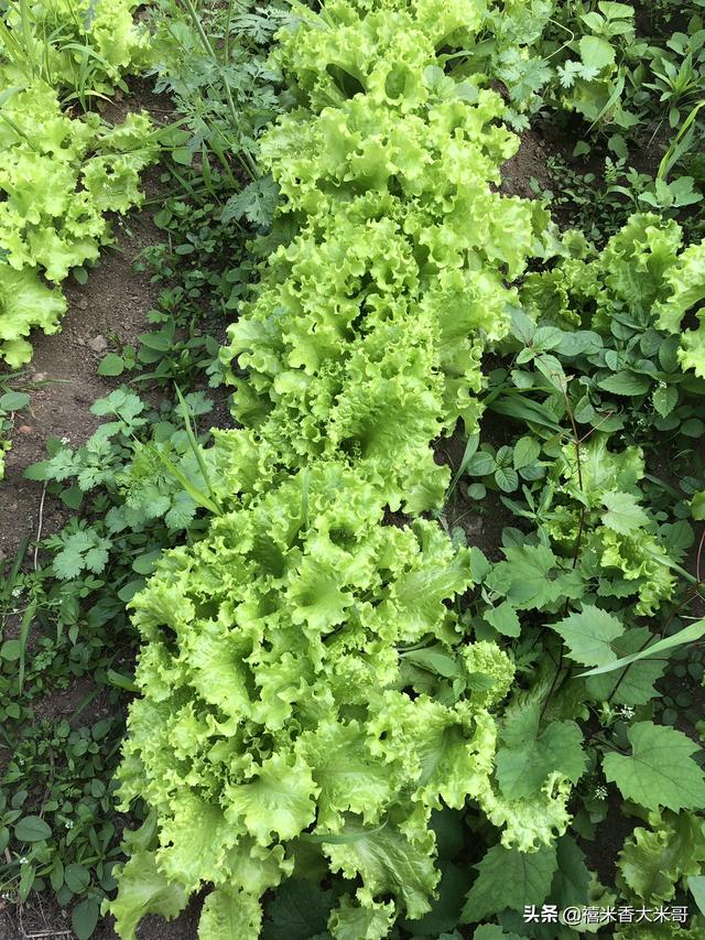 用蔬菜种植，用蔬菜种植物怎么做