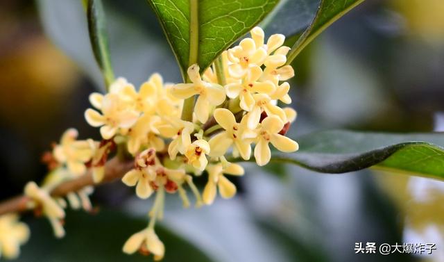 花束图片?花束图片大全鲜花真实!