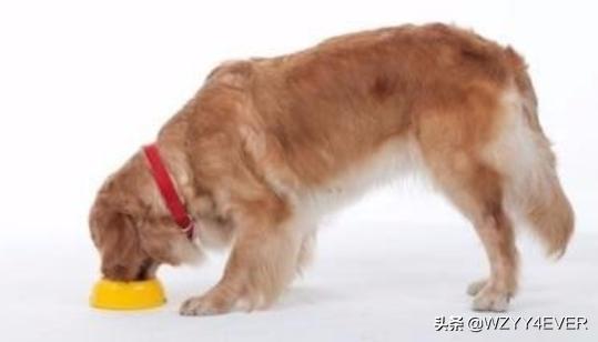 怎么改善狗胆小情绪呢(图4)