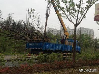 园林花卉和花卉有何不同 浇水方法-园林花卉和花卉有何不同 浇水方法呢