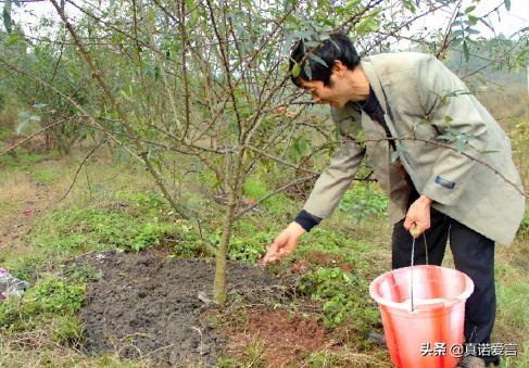 如何合理施肥,有机茶园如何合理施肥