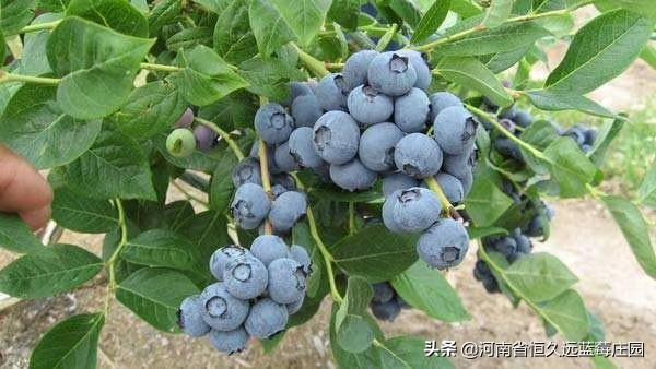 河南商丘的土地只能种植小麦和玉米吗，其他农作物适合种植吗？