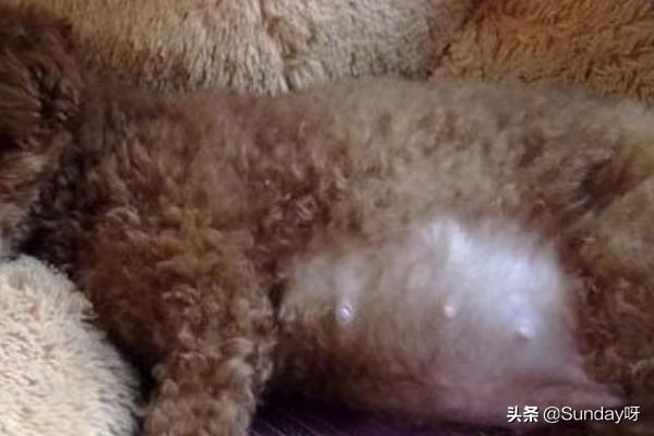 女性怀孕后期吃什么好呢(图10)