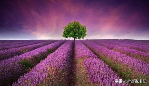 熏衣草的花语是什么 （薰衣草的花语是什么）