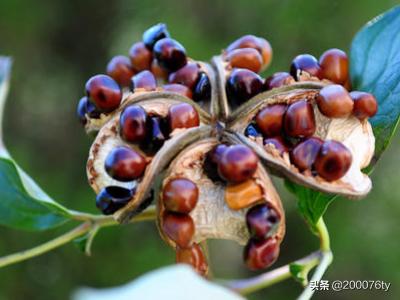 植物种子的播种方式（植物种子的播种方式有哪些）