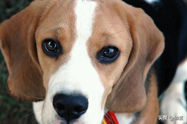 狗狗爱舔人的六大表现