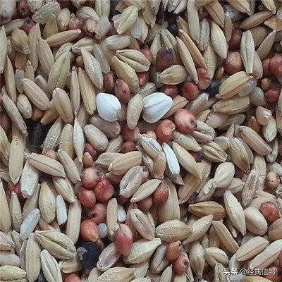信鸽饲料市场网-信鸽饲料批发