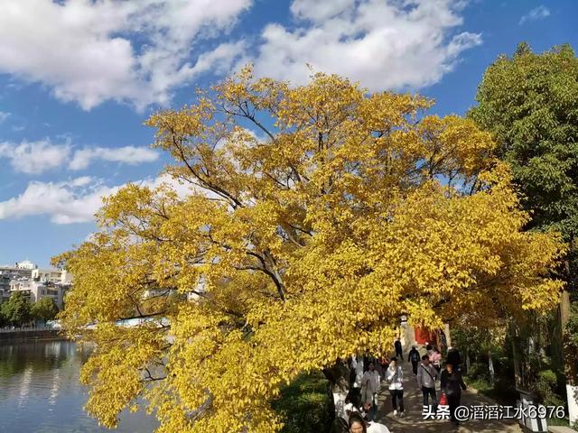 昆明翠湖公园-昆明翠湖公园景点介绍