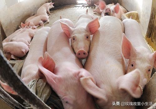 养殖畜牧培训心得体会总结 2020畜禽改良站年度工作总结？