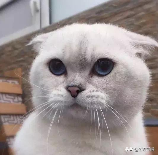 猫咪变瘦了是怎么回事(图9)