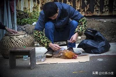 虫子鸡养殖利润是多少-虫子鸡养殖利润是多少啊