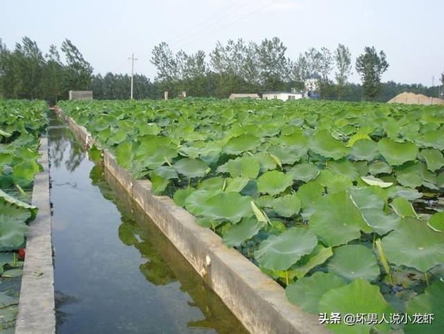 泥鳅养殖成本 利润-泥鳅养殖成本 利润多少