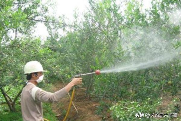 果园怎样种植石榴树,果园怎样种植石榴树视频