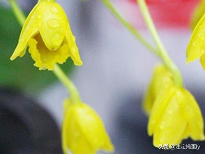 干花怎么保存(石斛干花怎么保存)