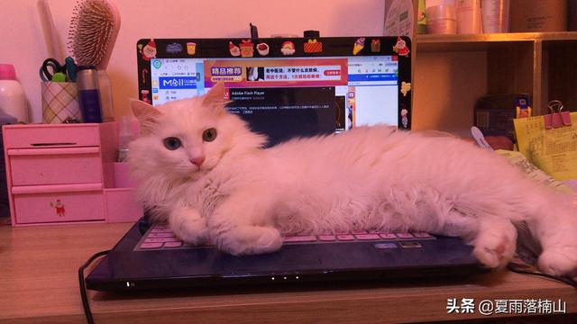如果不喂猫粮，可以给猫猫做点什么吃