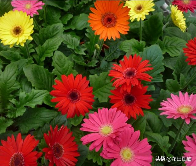 花卉秋季施肥