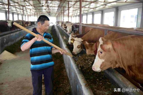 牛断饲料有什么反应-牛断饲料有什么反应吗