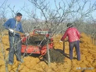 花椒树施什么肥最佳？