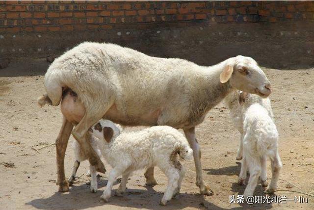成年母羊不发情什么原因,第5张