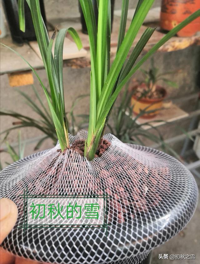 兰花要喂什么饲料才能长得更快而且开花？兰花要喂什么饲料才能长得更快而且开花呢