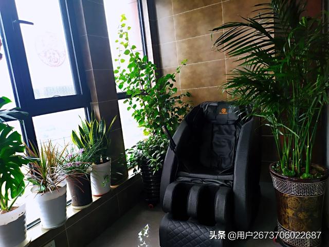 室内种植花卉的作用? 室内种植花卉的作用是什么!