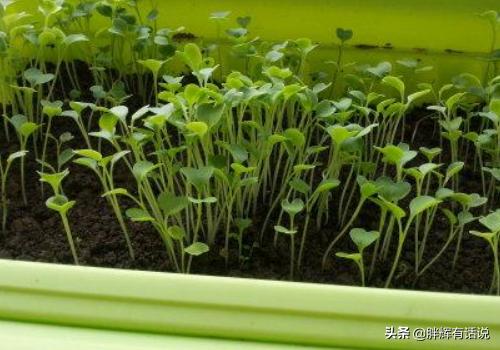 鸡毛菜的种植方法,第3张