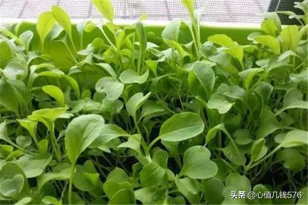 鸡毛菜的种植方法,第8张