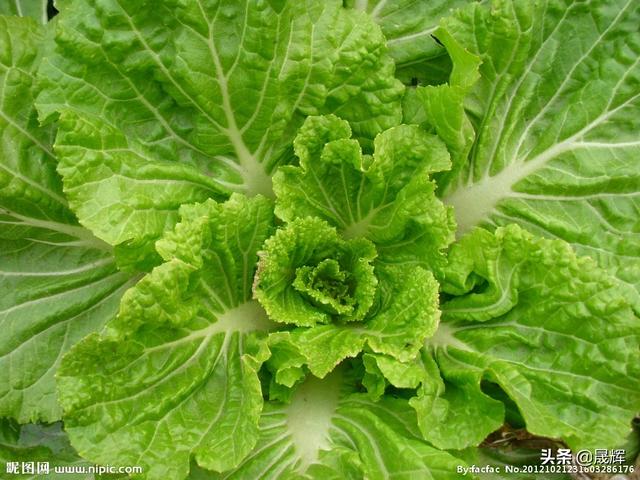 企业卖魔芋超10个亿怎么办