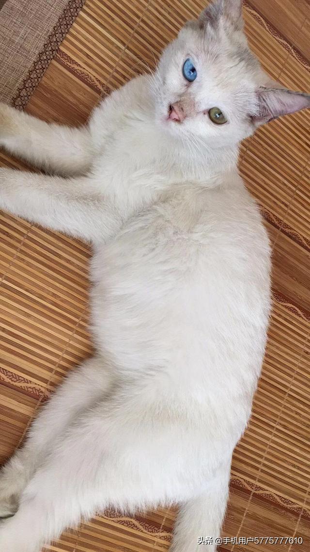 家猫的眼睛为何夜晚不会发光,第8张