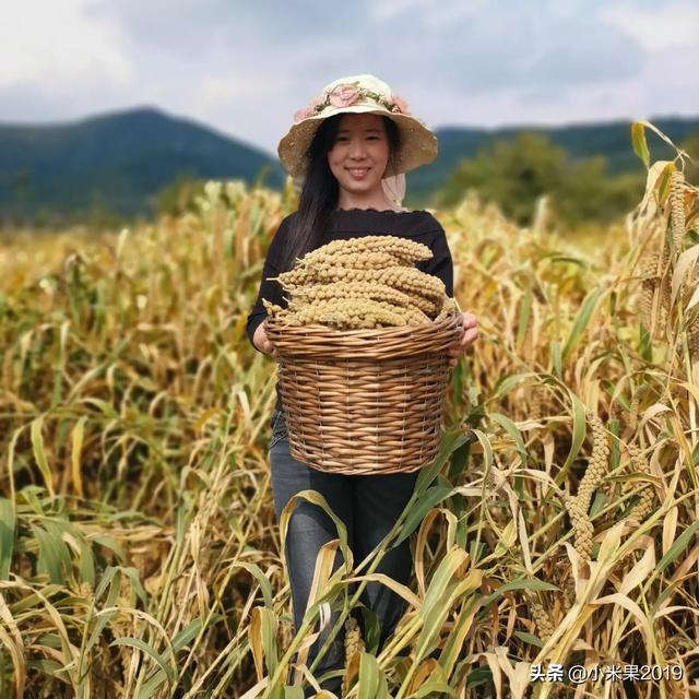 湖南青贮牧草哪里有卖