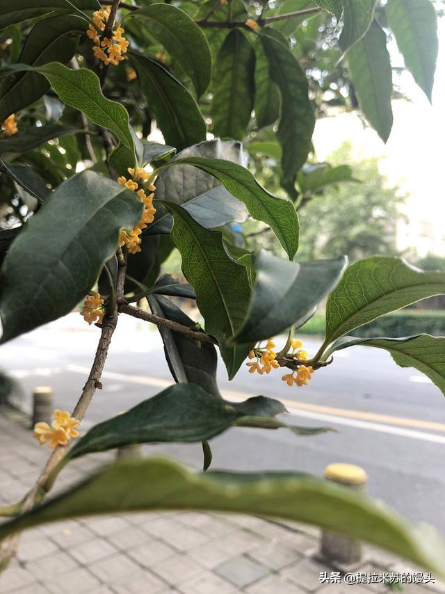松溪旅游攻略路线推荐， 松溪旅游攻略路线推荐图