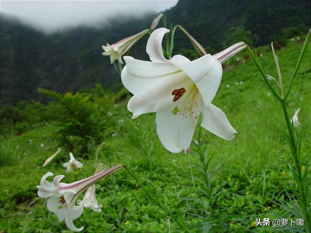 种花有什么功效(图2)