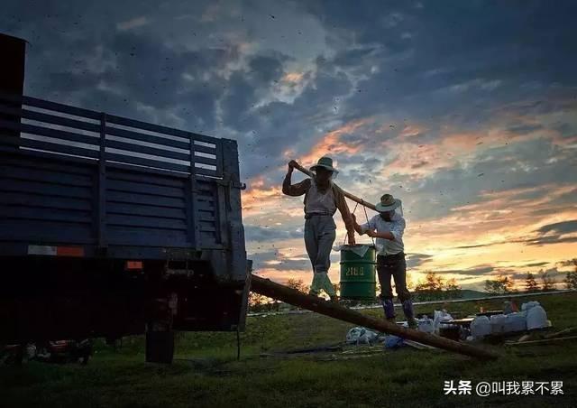 蜜蜂的养殖视频-蜜蜂的养殖视频大全