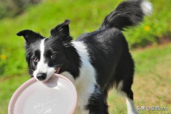 边境牧羊犬好养吗,边境牧羊犬好养吗?优缺点有哪些,边境牧羊犬好养吗？