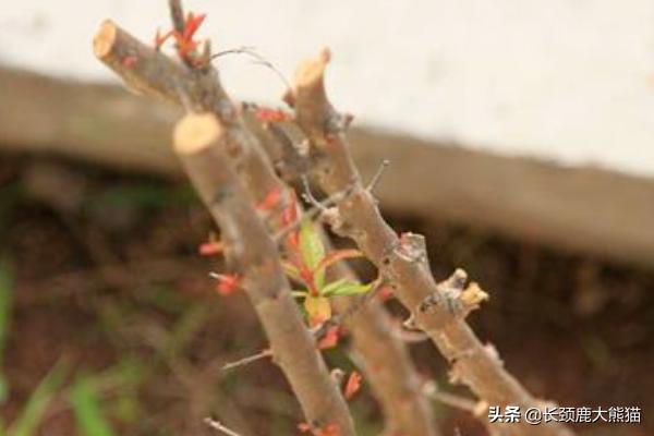 石榴阳台种植,石榴阳台种植方法