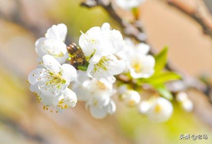 梅花的特点?梅花的特点是什么!