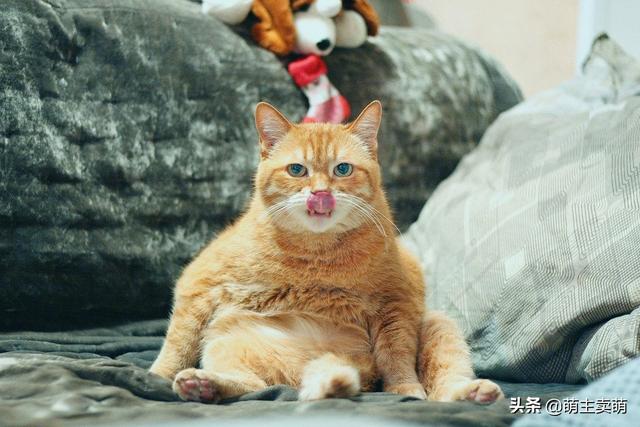 不带胶的猫罐头怎么吃