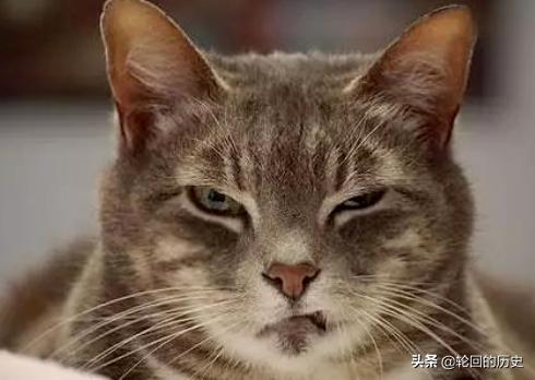 猫生气的叫声是什么,第1张