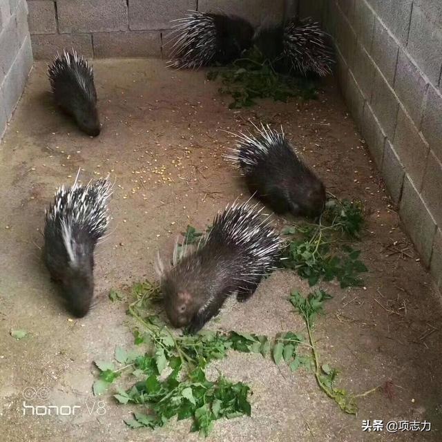 高价求购猪饲料配方师给个配方-高价求购猪饲料配方师给个配方可以吗