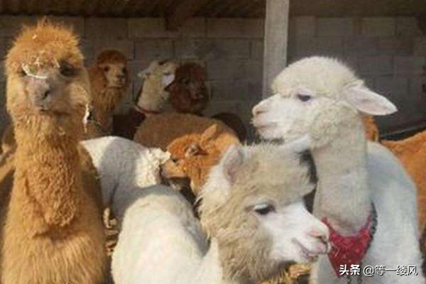 羊駝當寵物?羊駝當寵物需要什么條件!