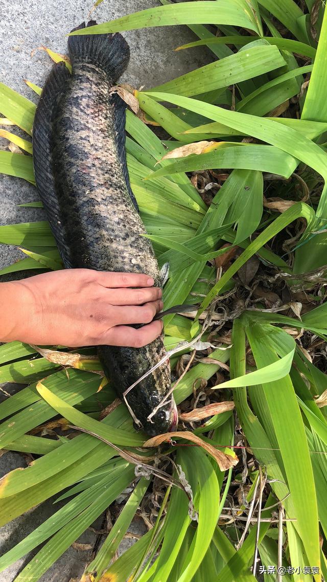 雷强竿雷强竿那个品牌性价比高