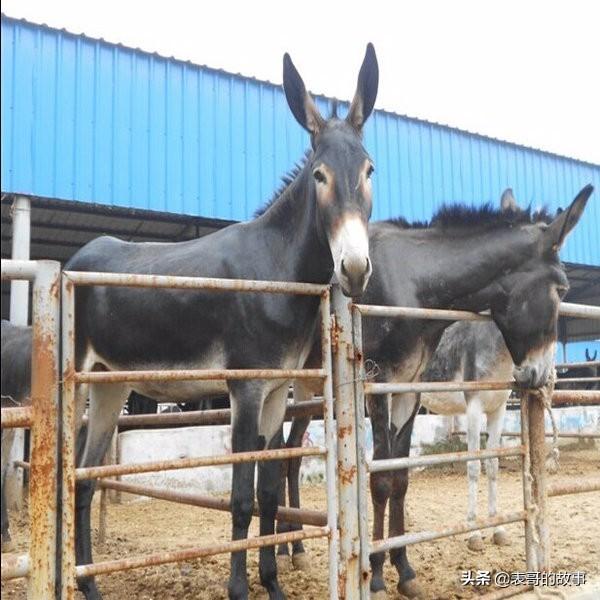 高度牛羊驴养殖价格-高度牛羊驴养殖价格多少