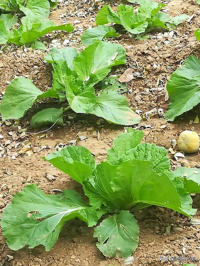 小白菜阳台种植,小白菜阳台种植方法