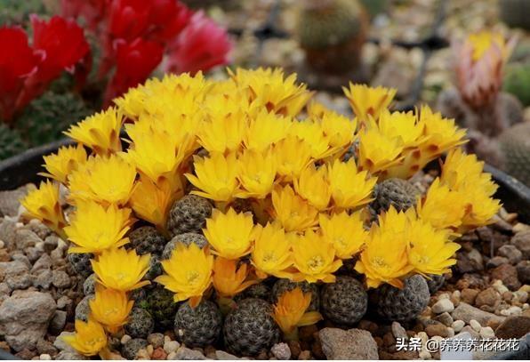 花草统称什么 浇水方法,花草统称什么 浇水方法呢