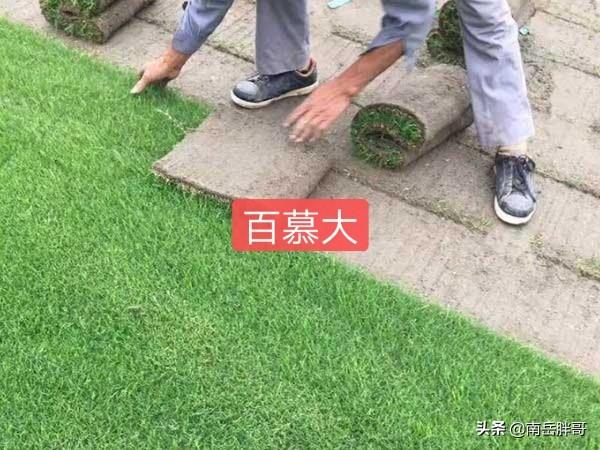 果岭草 （果岭草草坪优缺点）