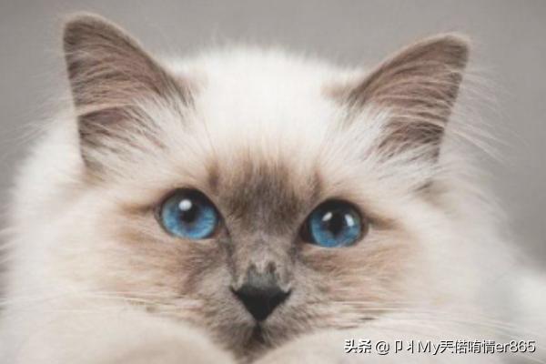 猫咪洗澡可以用人类的洗发水、沐浴乳吗,第13张