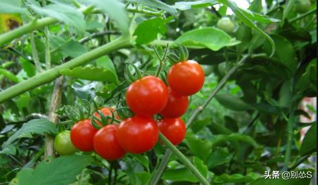 黄瓜西红柿凉拌菜的做法(图2)