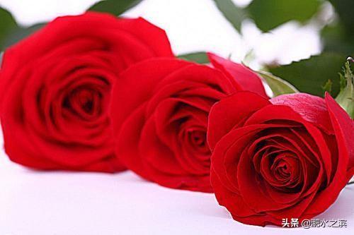 5朵玫瑰的意思（5朵玫瑰含义）